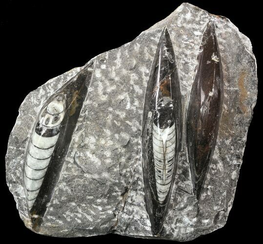 Polished Fossil Orthoceras (Cephalopod) Plate #52582